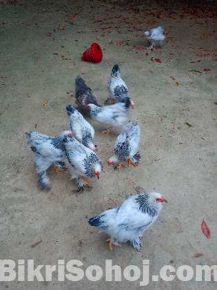 কলম্বিয়ান লাইট ব্রাহামা মোরগ